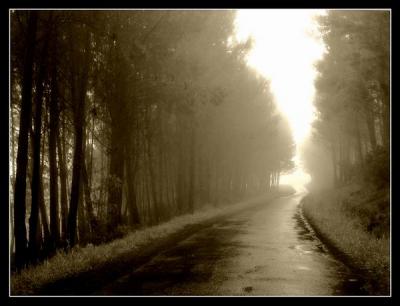 20080619221829-camino3ir1.jpg